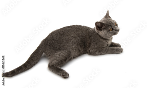 Beautiful domestic gray or blue British short hair cat with yell