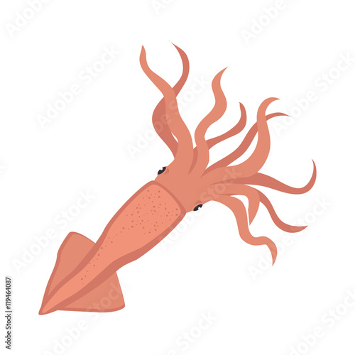 calamar sea animal photo