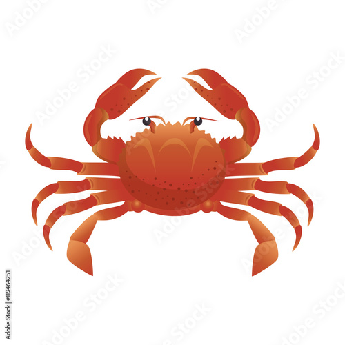 crab sea animal