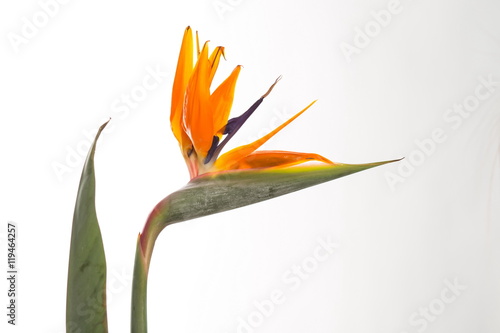 Strelitzia