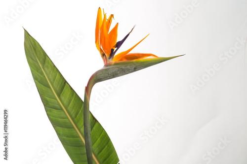 Strelitzia