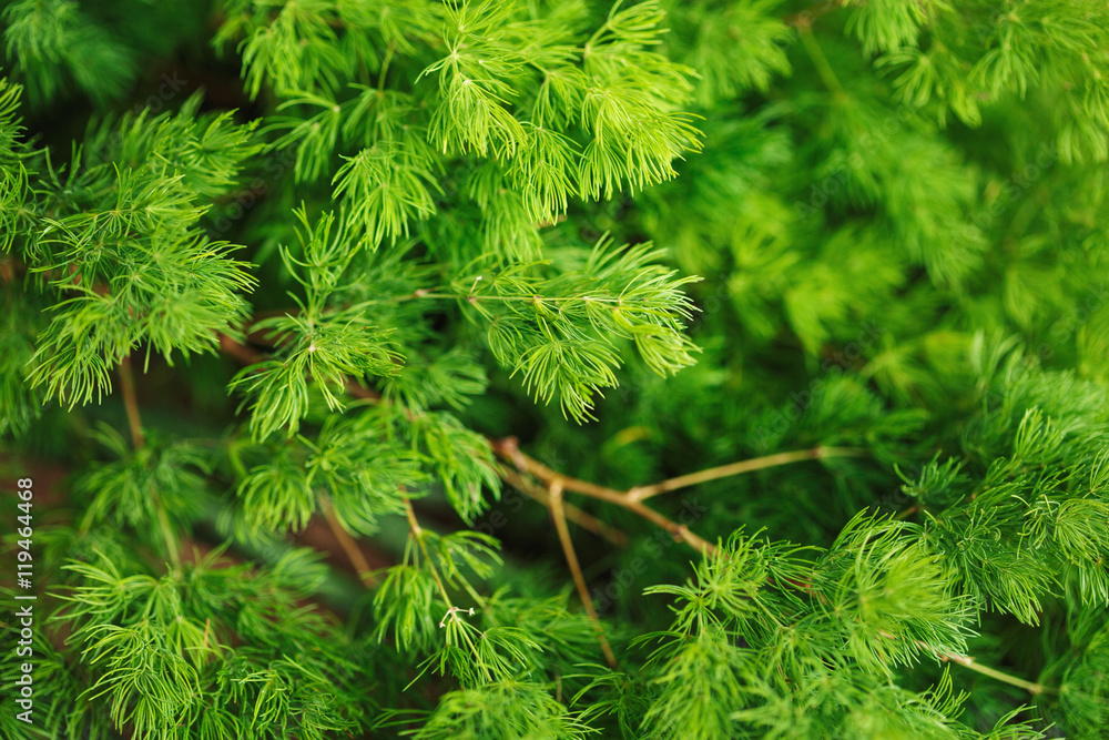 Coniferous nature background. Larch branch. Coniferous nature background. Larch branch.