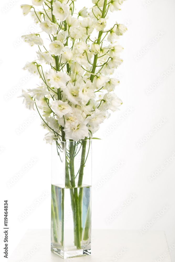 Delphinium Delphinium