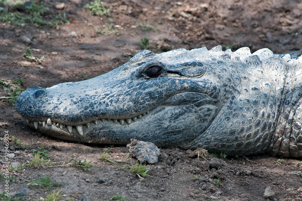 Alive crocodile. Head, close-up. Alive crocodile. Head, close-up.