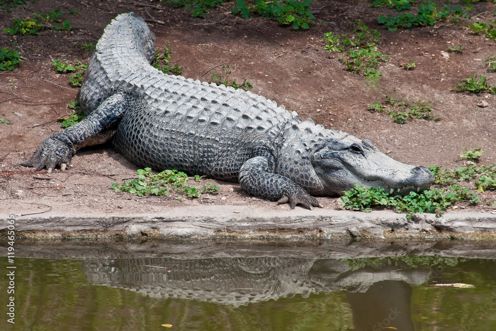 Alive crocodile on the shore of the pond. Alive crocodile on the shore of the pond.