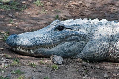 Alive crocodile. Head, close-up.