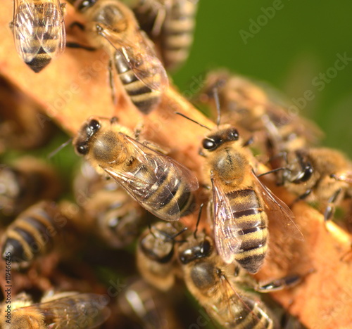 Pszczoły plastrze w pasiece © Darios