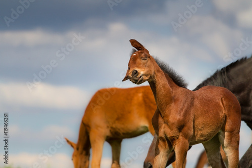 Funny colt portrait