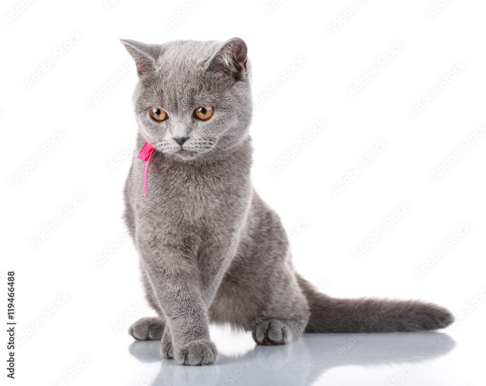 grey Scottish Fold cat with pink ribbon sitting on white,concept of grace