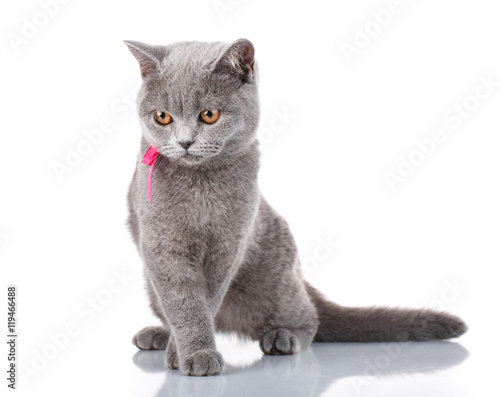 grey Scottish Fold cat with pink ribbon sitting on white,concept of grace