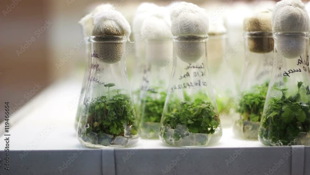 Plants in the Measuring Glass Plants in the Measuring Glass