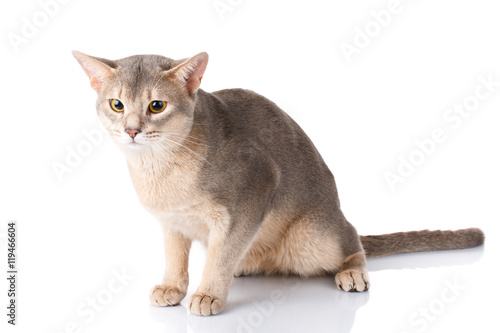 Redhead and gray cat abyssyn siting front isolatet on white