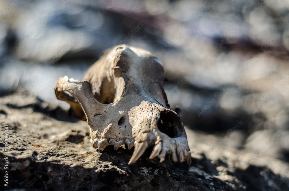 Burned animal skull head Burned animal skull head