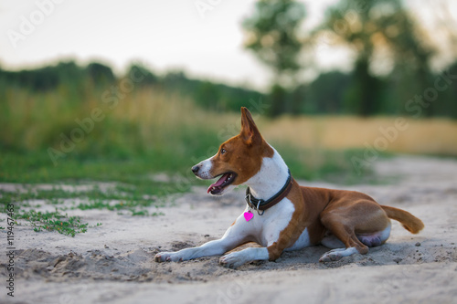 Fototapeta Naklejka Na Ścianę i Meble -  Basenji dog walking in the park