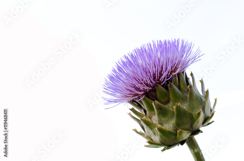Fototapeta Isolated flowering artichoke