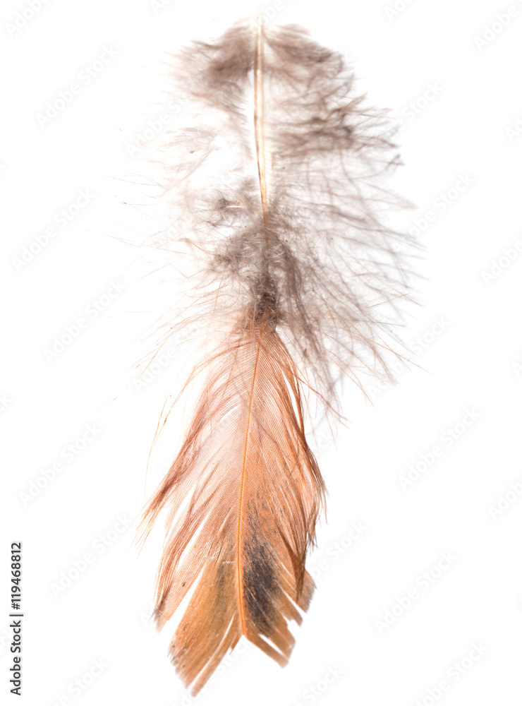 feather on a white background