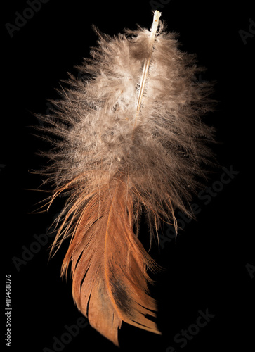 feather on a black background