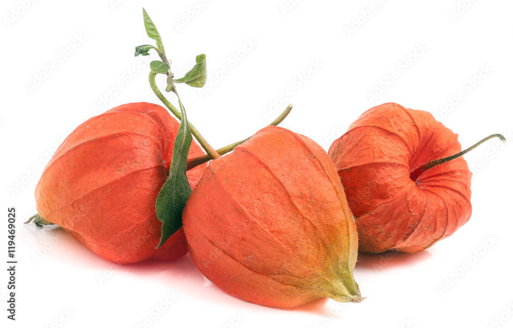 three closed husk tomatoes with leaf isolated on white background three closed husk tomatoes with leaf isolated on white background