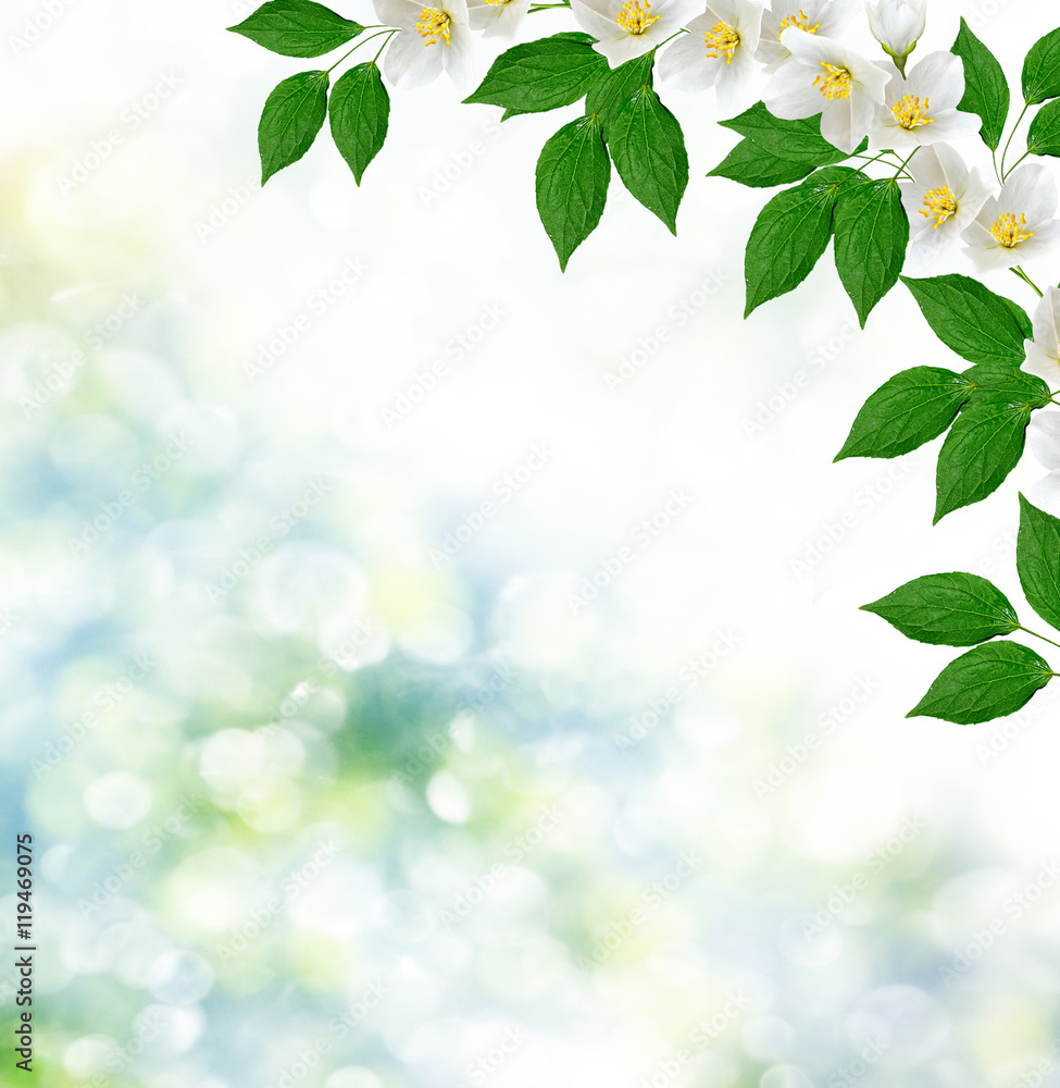 White jasmine The branch delicate spring flowers White jasmine The branch delicate spring flowers