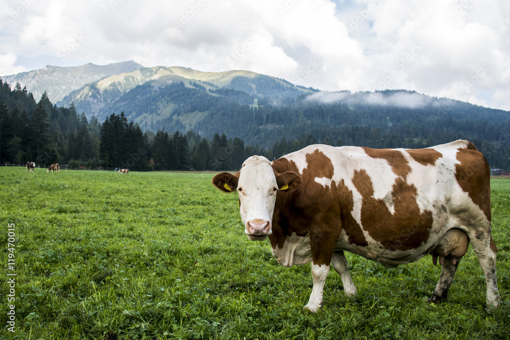 Cow at the Seekaralm in Austria near the Achensee looking inside the Camera