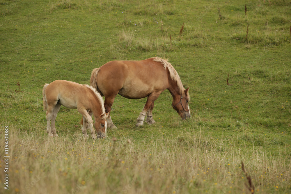 farm landscape in Poland - horse family with little horse on the fields with grass farm landscape in Poland - horse family with little horse on the fields with grass
