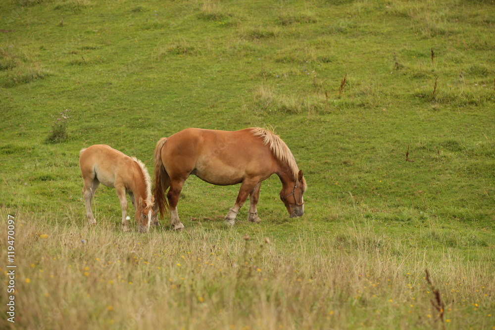 farm landscape in Poland - horse family with little horse on the fields with grass farm landscape in Poland - horse family with little horse on the fields with grass