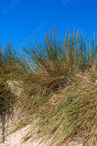 Dune grass in bloom