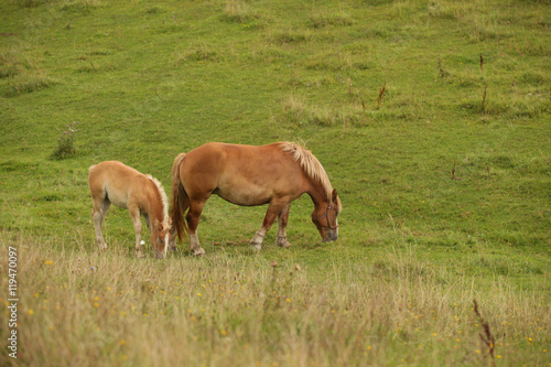  farm landscape in Poland - horse family with little horse  on the fields with grass