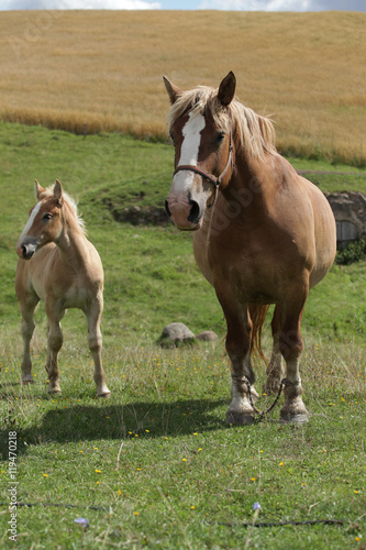  farm landscape in Poland - horse family on the fields