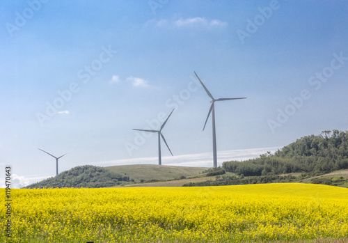 Wind turbine in field of canola flowers