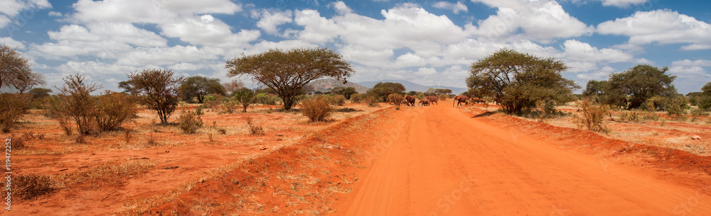 Naklejka premium Elephants crossing the road