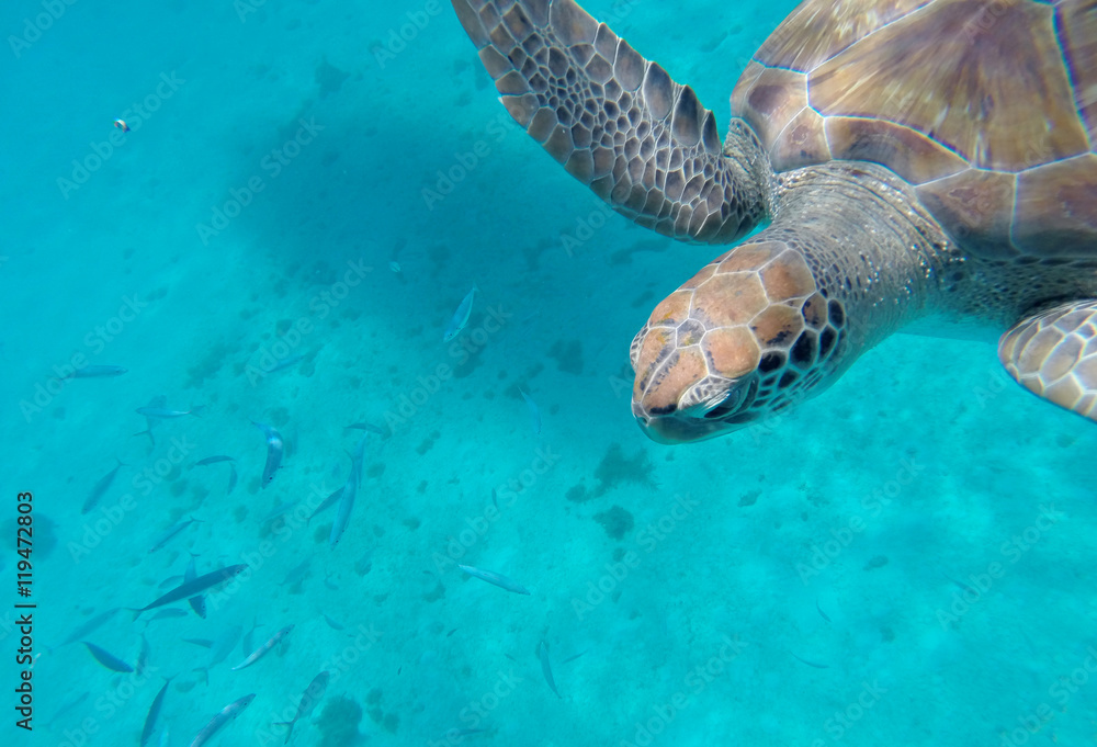 Obraz premium Sea Turtle 