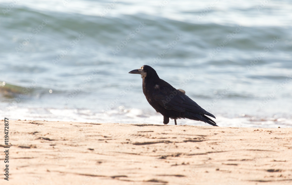 Fototapeta premium black crow on the sand