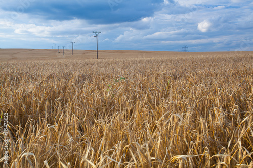 A wheat field almost ready for harvest