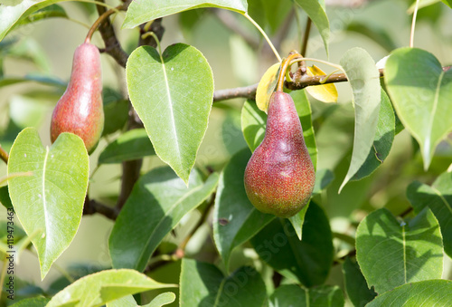 ripe pears on a tree photo