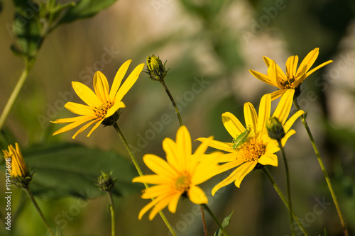 Kwiat Arniki - Arnica posiadający właściwości lecznicze © krzysiekG