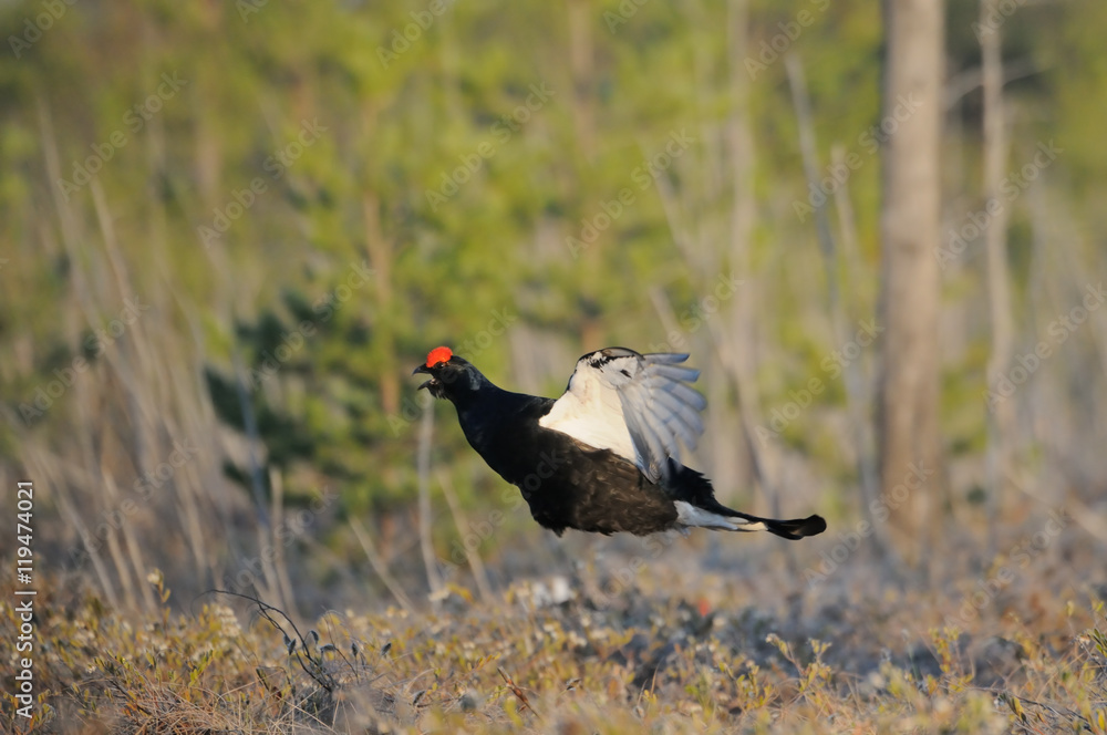 Jumping male Black Grouse at swamp courting place early in the m Jumping male Black Grouse at swamp courting place early in the m