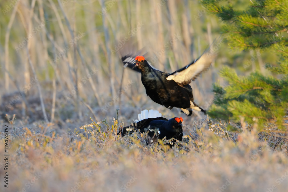 Jumping male Black Grouse at swamp courting place early in the m Jumping male Black Grouse at swamp courting place early in the m