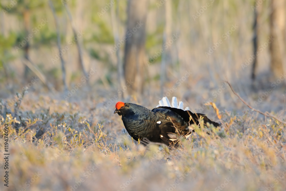 Male Black Grouse at swamp courting place early in the morning Male Black Grouse at swamp courting place early in the morning