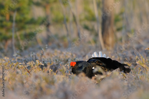 Male Black Grouse at swamp courting place early in the morning photo