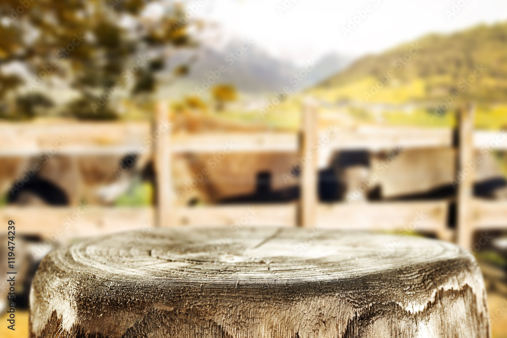 Fototapeta premium tree trunk
