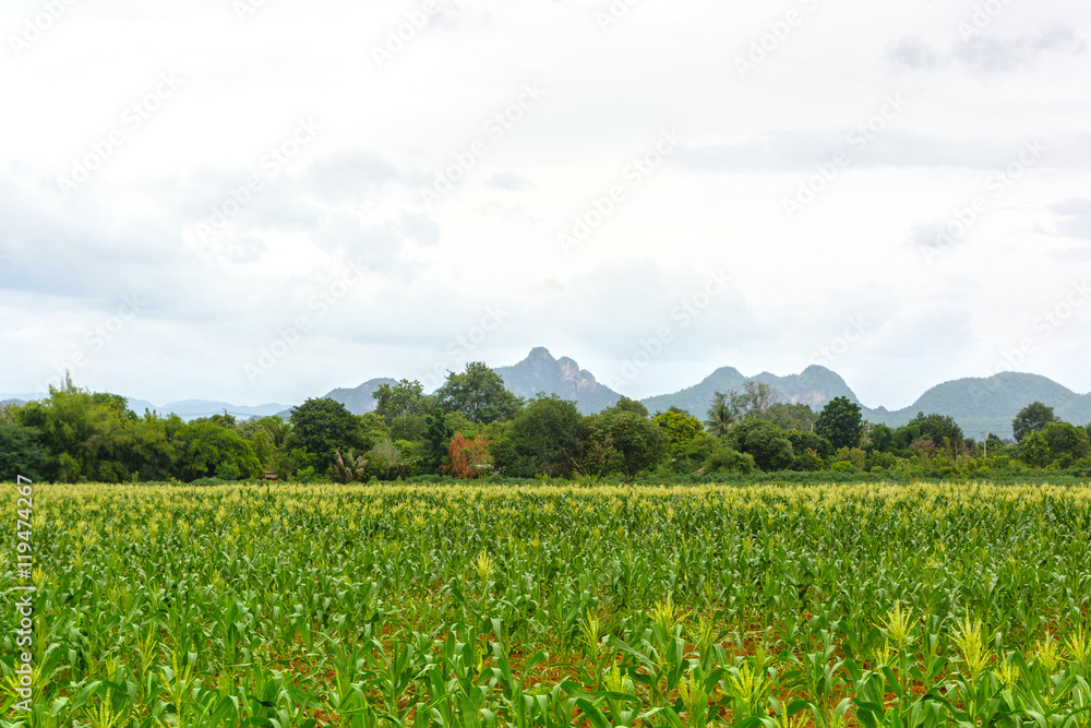 Corn farm and mountain view