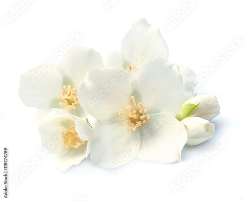 Jasmin white flowers