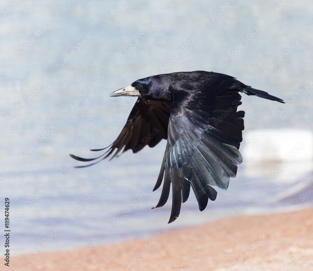 Fototapeta premium Black crow in flight Sea