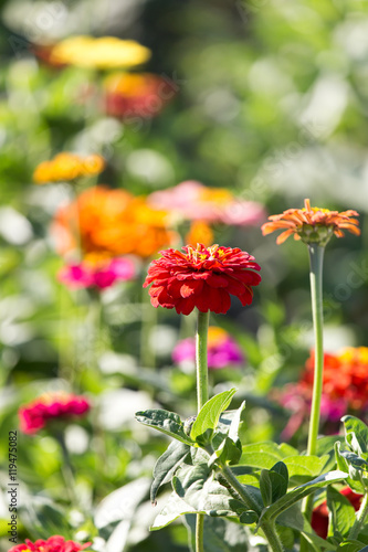 beautiful red flower in nature