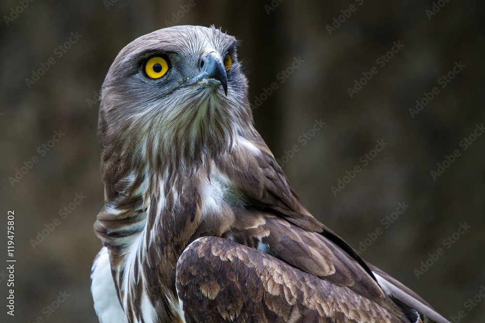 Fototapeta premium Schlangenadler - Circaetus gallicus