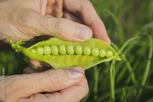 Mens hands hold one pea pod and cracking it