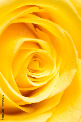 yellow rose petals as a background. macro