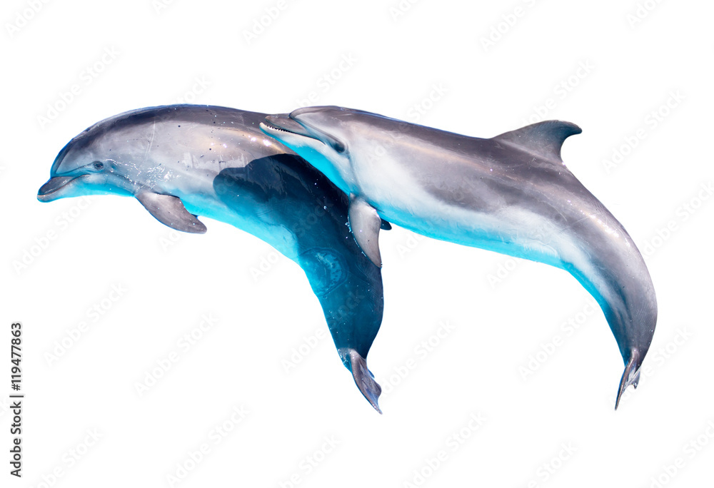 Fototapeta premium Dolphin isolated on white background
