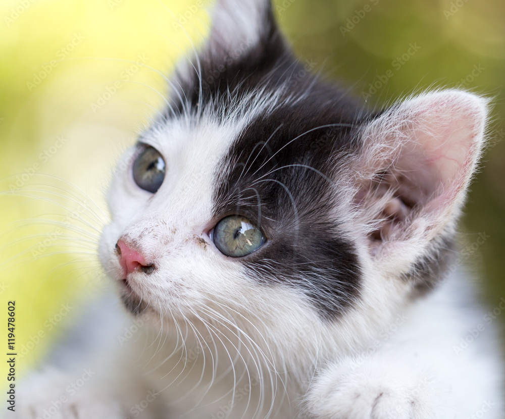 Fototapeta premium beautiful small kitten on nature